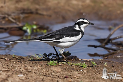 Adult African Pied Wagtail