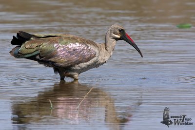 Adult Hadada Ibis (ssp. hagedash)