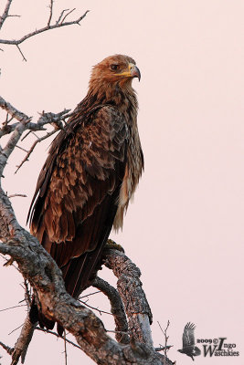 Tawny Eagle