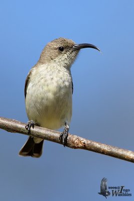 Adult female White-bellied Sunbird