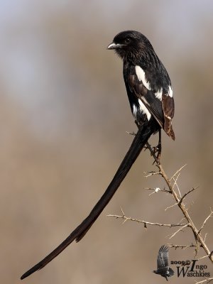 Adult Magpie Shrike