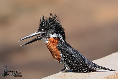 Adult male Giant Kingfisher