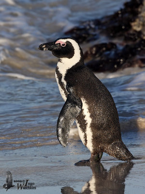 Adult African Penguin