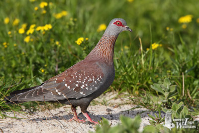 Adult Speckled Pigeon