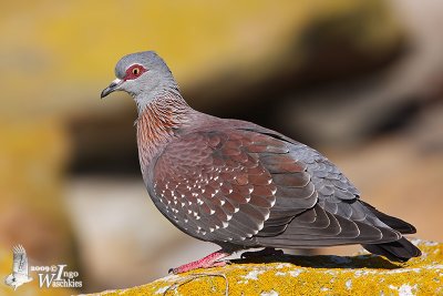 Adult Speckled Pigeon