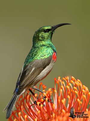 Adult male Southern Double-collared Sunbird