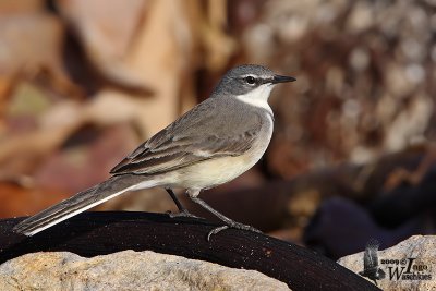 Adult Cape Wagtail