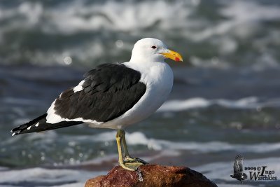 Adult Kelp Gull