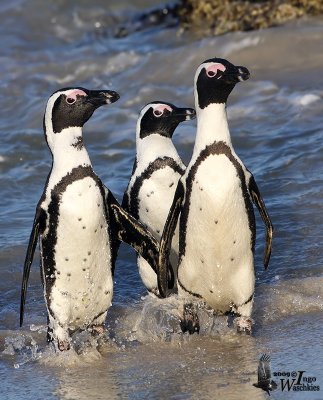 Adult African Penguins