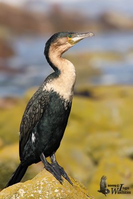 Adult White-breasted Cormorant