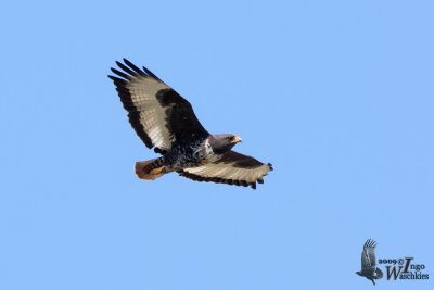 Adult Jackal Buzzard