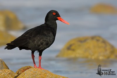 Adult African Oystercatcher