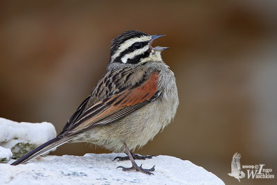 Adult Cape Bunting