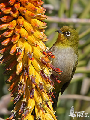 Adult Cape White-eye (ssp. capensis)