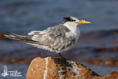 Adult Greater Crested Tern in non-breeding plumage