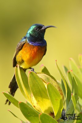 Adult male Orange-breasted Sunbird