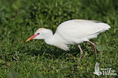 Adult Western Cattle Egret