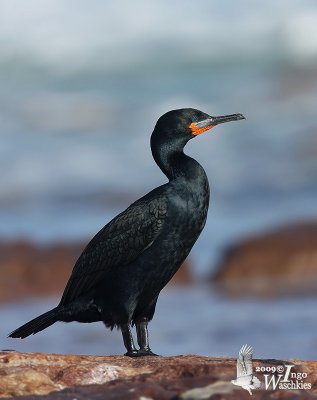 Adult Cape Cormorant