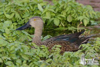 Adult male Cape Shoveler