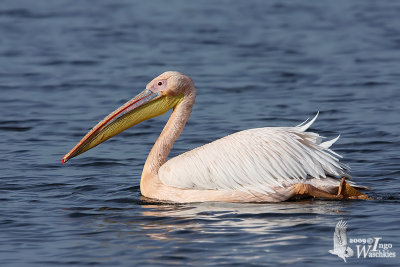 Adult Great White Pelican