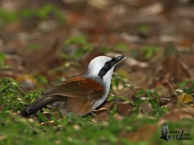 Adult White-crested Laughingthrush