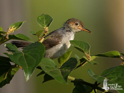 Juvenile Ashy Tailorbird