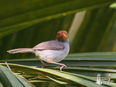 Adult Ashy Tailorbird