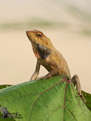 Lizard