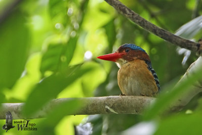 Male Banded Kingfisher (no flash)