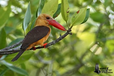 Adult Brown-winged Kingfisher