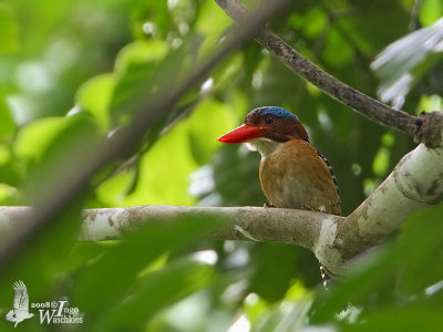 Male Banded Kingfisher (no flash)