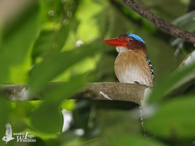 Male Banded Kingfisher