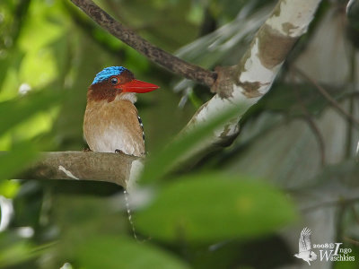 Male Banded Kingfisher