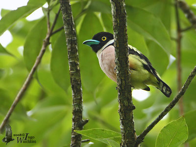 Female Black-and-yellow Broadbill