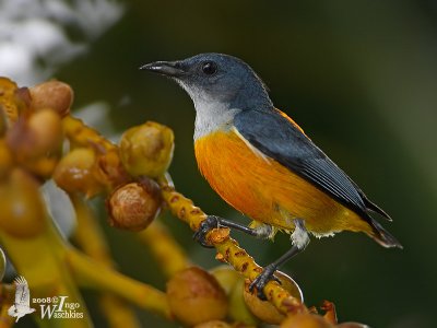 Male Orange-bellied Flowerpecker (ssp. trigonostigma)