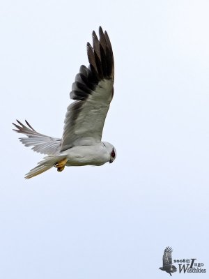 Adult Black-winged Kite (ssp. vociferus)