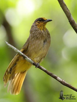 Stripe-throated Bulbul (Pycnonotus finlaysoni)