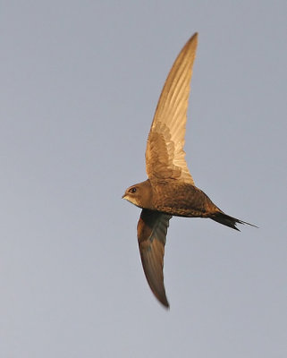 Common Swift (Apus apus), Tornseglare