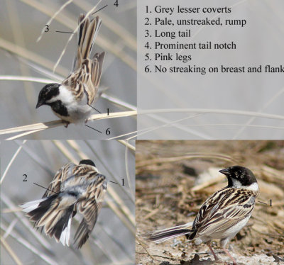 Pallas Reed Bunting