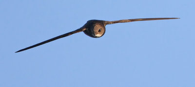 Common Swift (Apus apus), Tornseglare