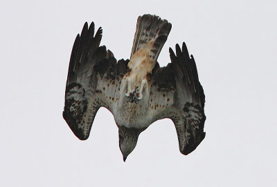 Osprey (Pandion haliaetus), Fiskgjuse
