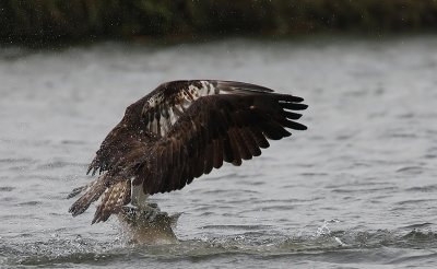 Osprey (Pandion haliaetus), Fiskgjuse