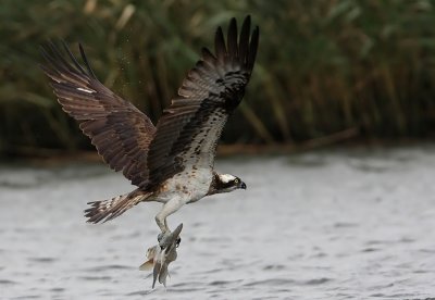 Osprey (Pandion haliaetus), Fiskgjuse