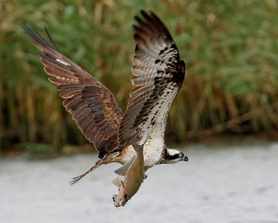 Osprey (Pandion haliaetus), Fiskgjuse