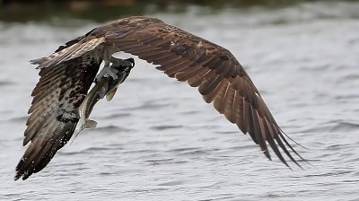 Osprey (Pandion haliaetus), Fiskgjuse