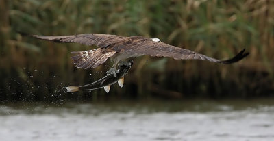 Osprey (Pandion haliaetus), Fiskgjuse