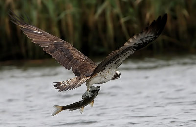 Osprey (Pandion haliaetus), Fiskgjuse