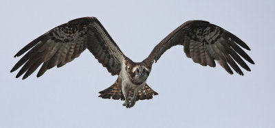 Osprey (Pandion haliaetus), Fiskgjuse