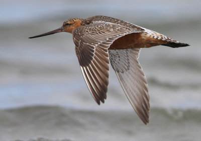 Bar-tailed Godwit (Limosa lapponica), Myrspov