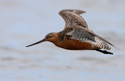 Bar-tailed Godwit (Limosa lapponica), Myrspov